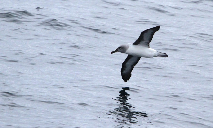 Second day at the Drake Passage