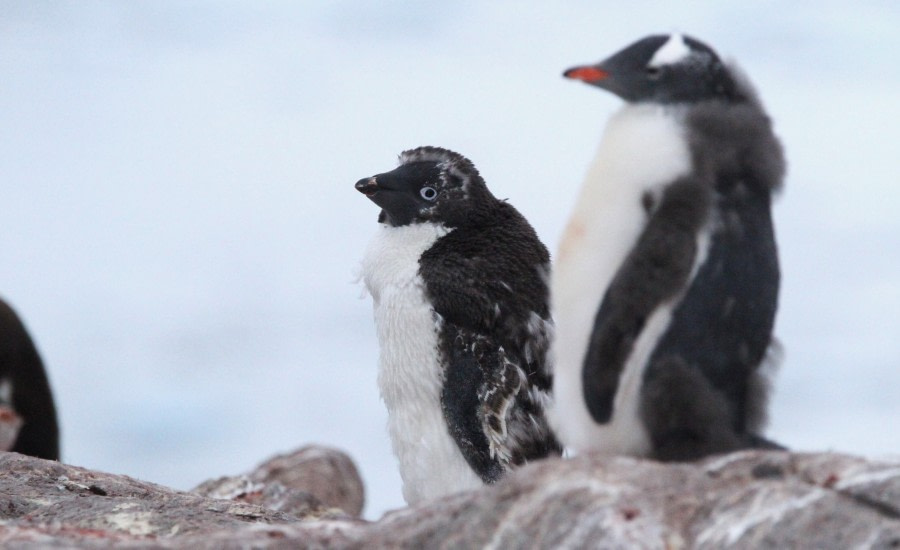 Port Charcot & Pleneau Island