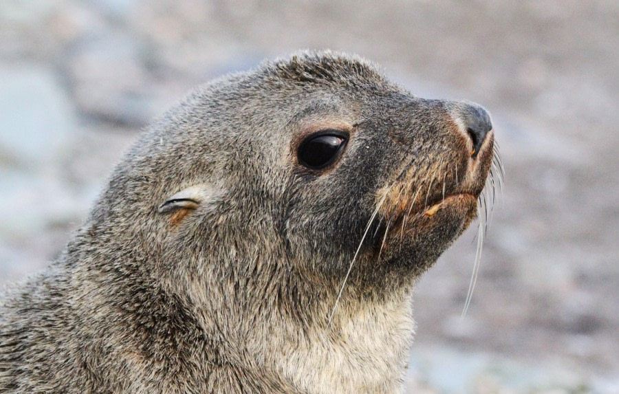 Hydrurga Rocks & Bransfield Strait