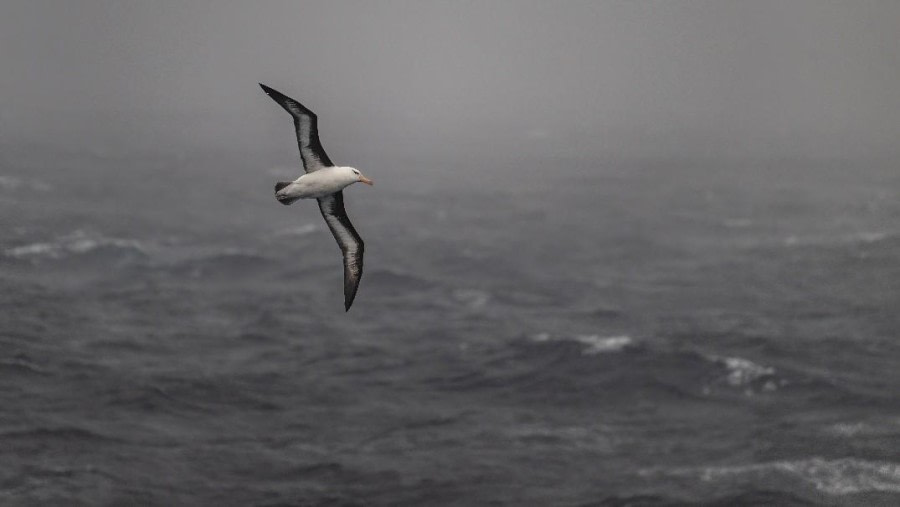 First Day on the Drake Passage