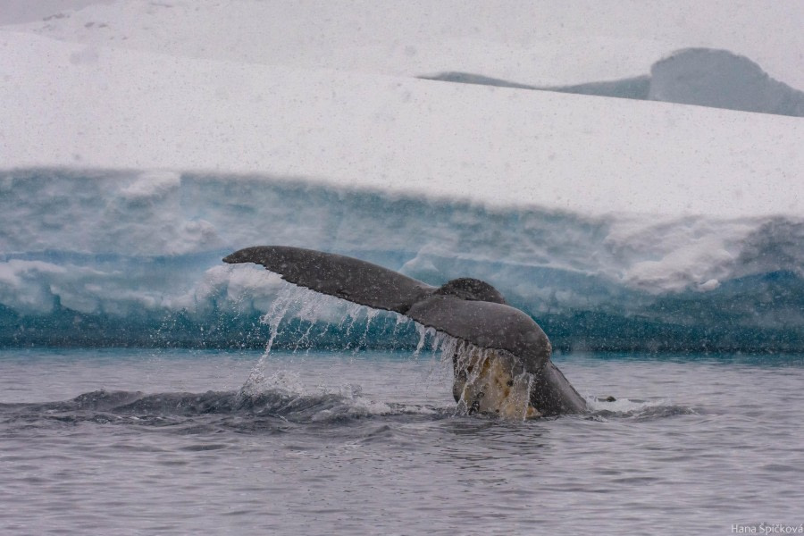 At sea towards Peninsula, Lemaire channel
