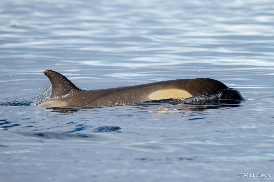 Danco Island and Schollaerts Channel