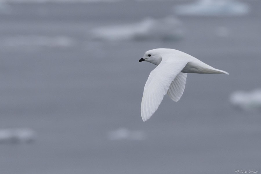 Across the Weddell Sea