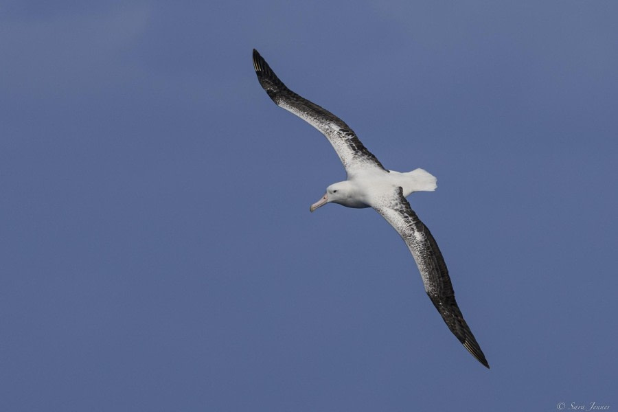 At sea, Southern Ocean