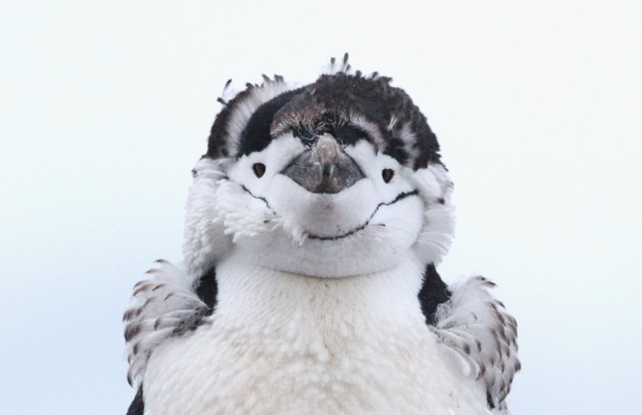 Cierva Cove & Palaver Point