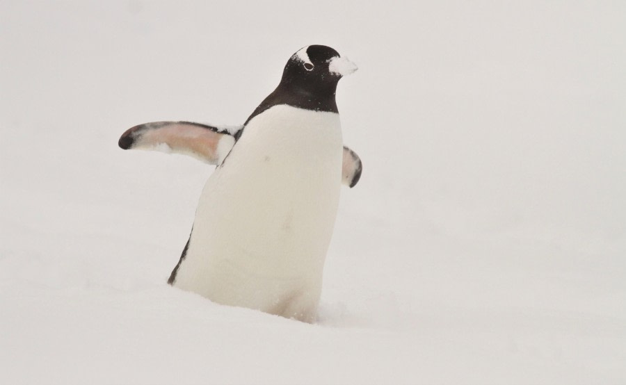 Foyn Harbor & Danco Island