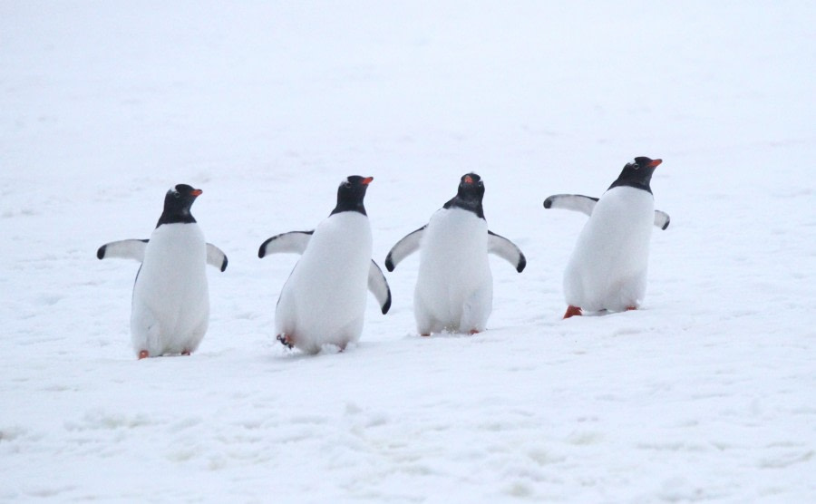 Damoy Point, Wiencke Island
