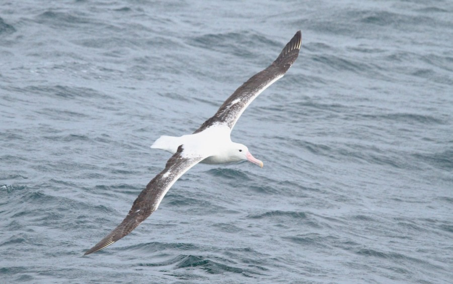 At Sea Drake Passage