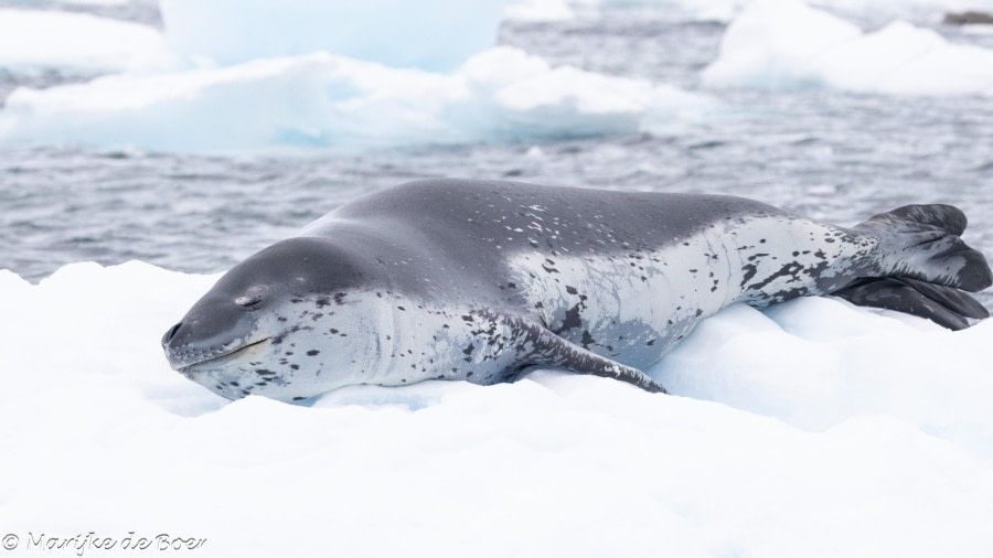 Danco Island, Paradise Bay