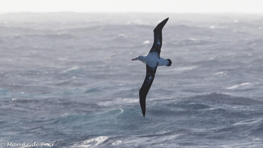 At sea, Drake Passage