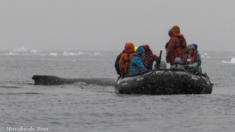 Fournier Bay, Neko Harbour
