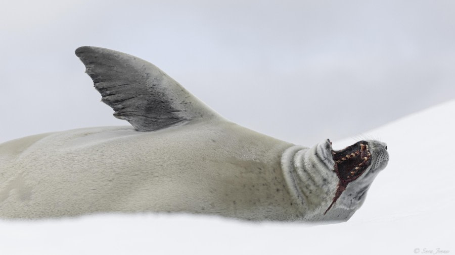 Iceberg Graveyard cruise & Port Charcot