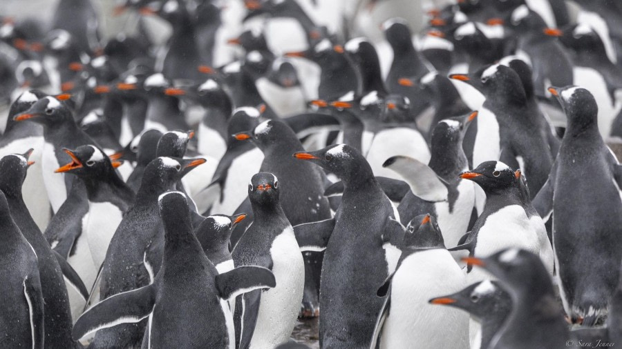 Danco Island & Melchior Islands