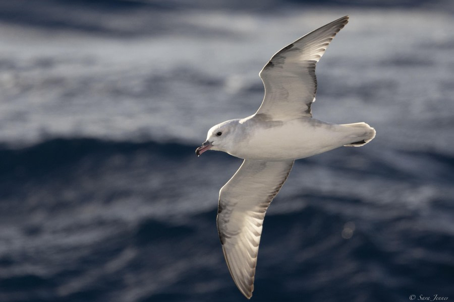 At sea, Drake Passage