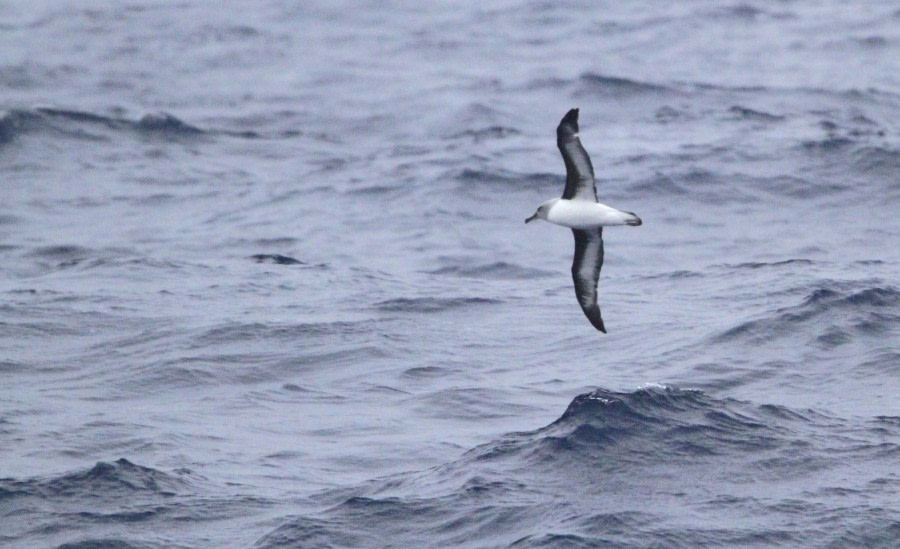 Heading South through the Drake Passage