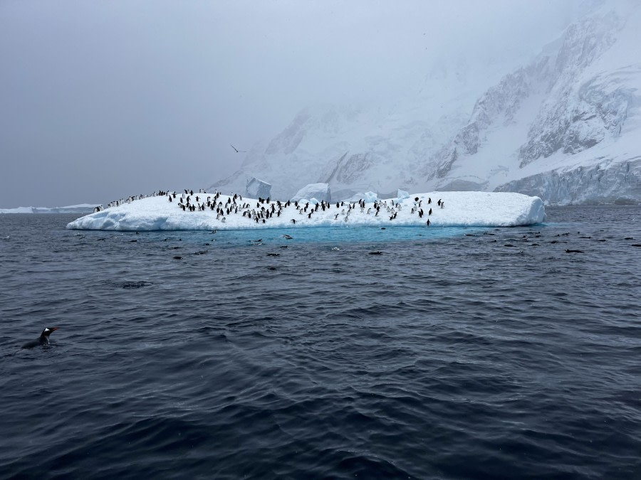 Pleneau and Salpetriere Bay