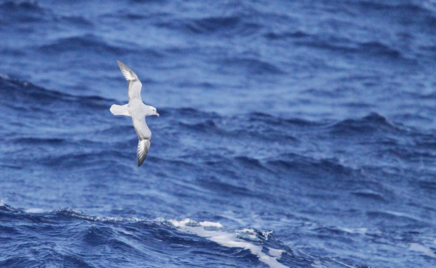 At Sea, Drake Passage