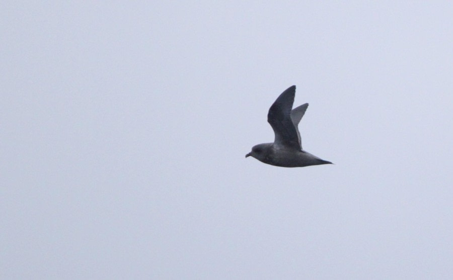 At Sea, Drake Passage