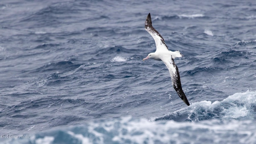 At sea towards South Georgia