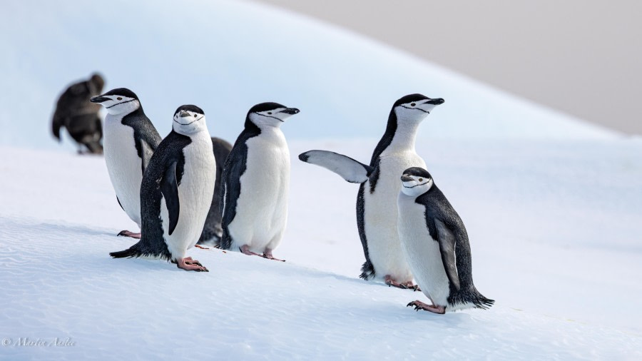 Cooper Bay and Larsen Fjord