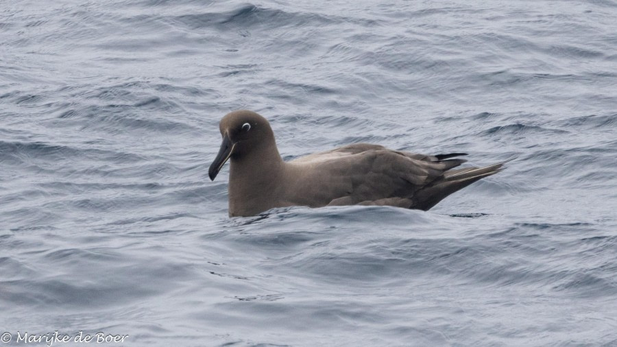 At sea towards Gough Island