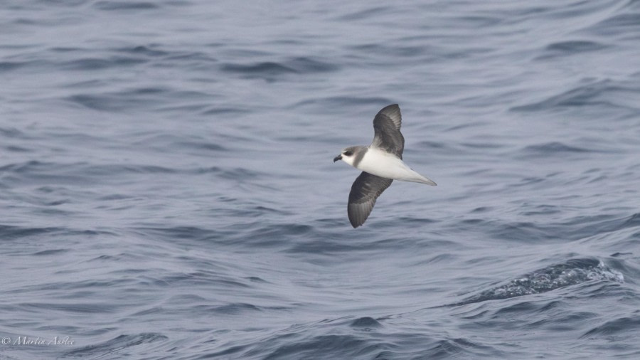 At sea towards Gough Island