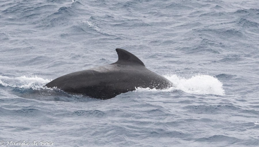 At sea towards Gough Island