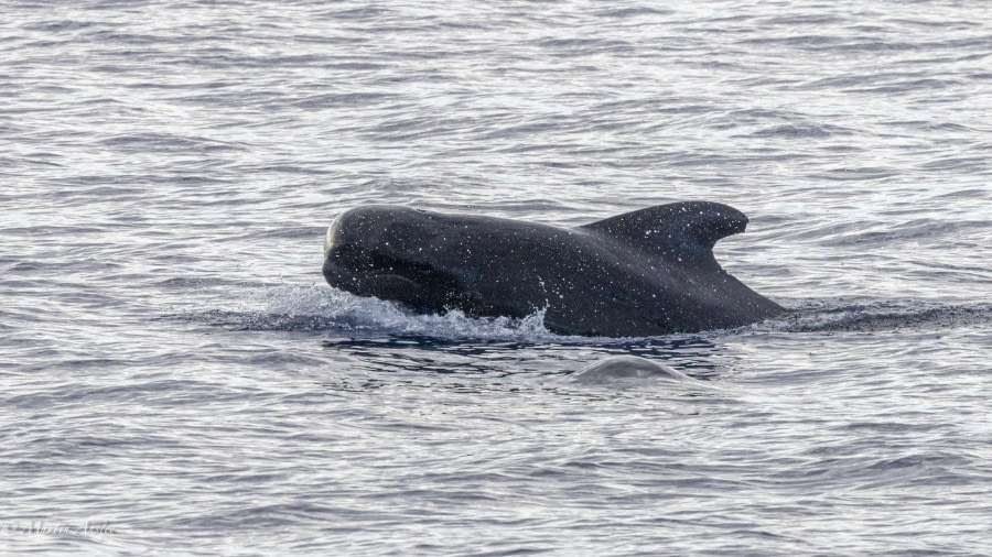 At sea towards St Helena