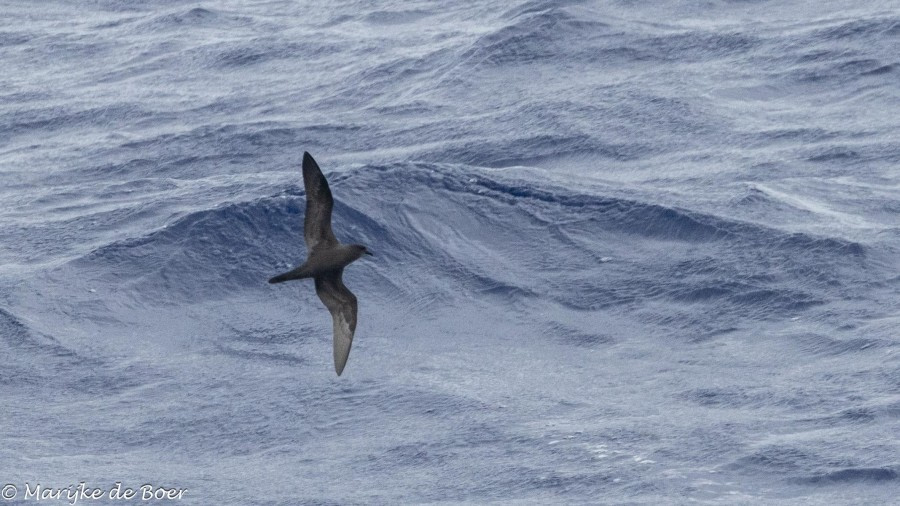 At sea Towards Ascension Island