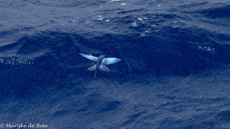 At sea Towards Ascension Island