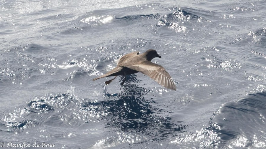 At sea towards Cape Verde