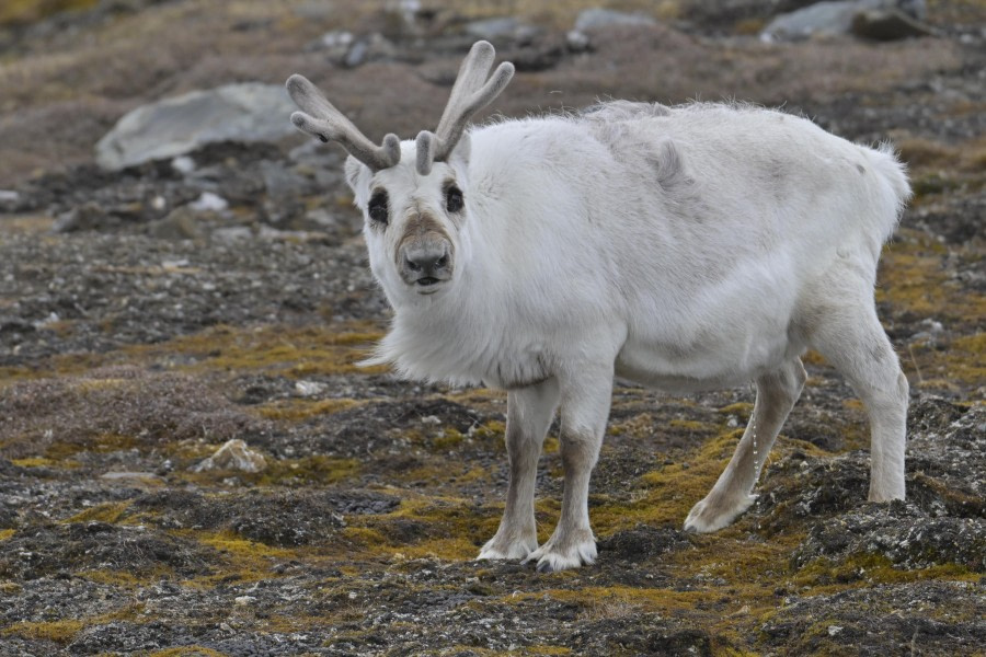 Poolepynten and St. Jonsfjorden
