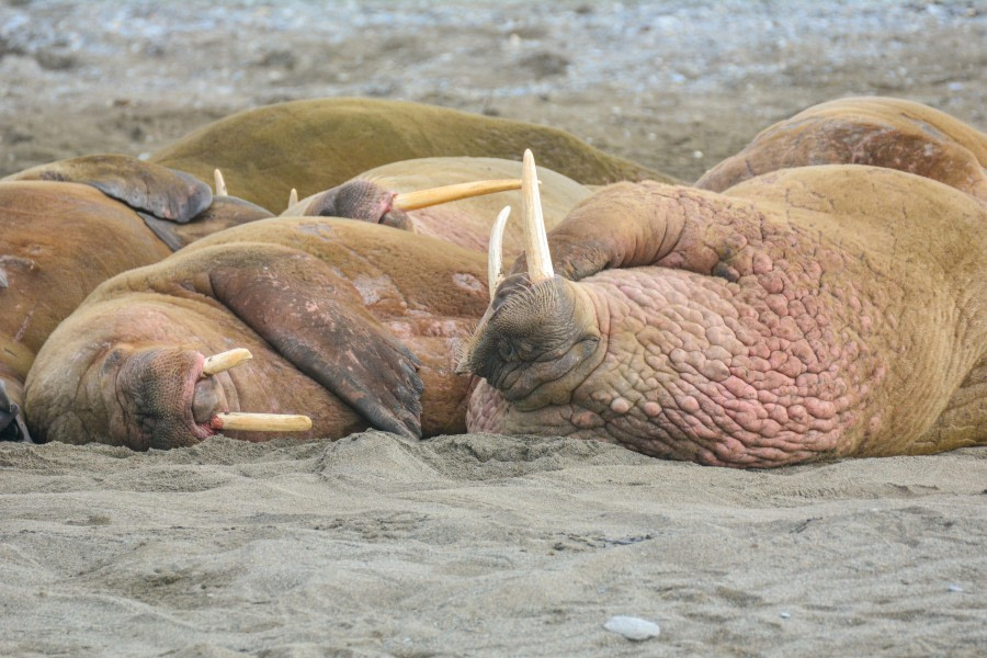 Poolepynten and Alkhornet