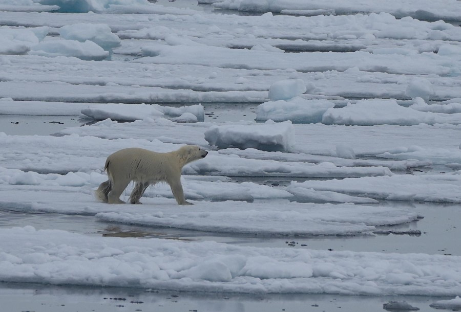 Drifting Pack Ice in the Fram Strait