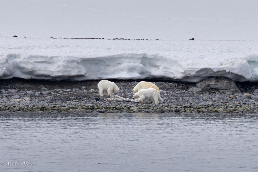 Alicehamna, Buchananhalvøya