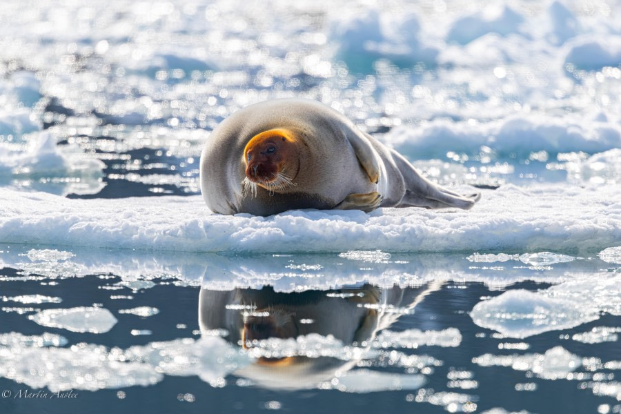Monacobreen and Texas Bar