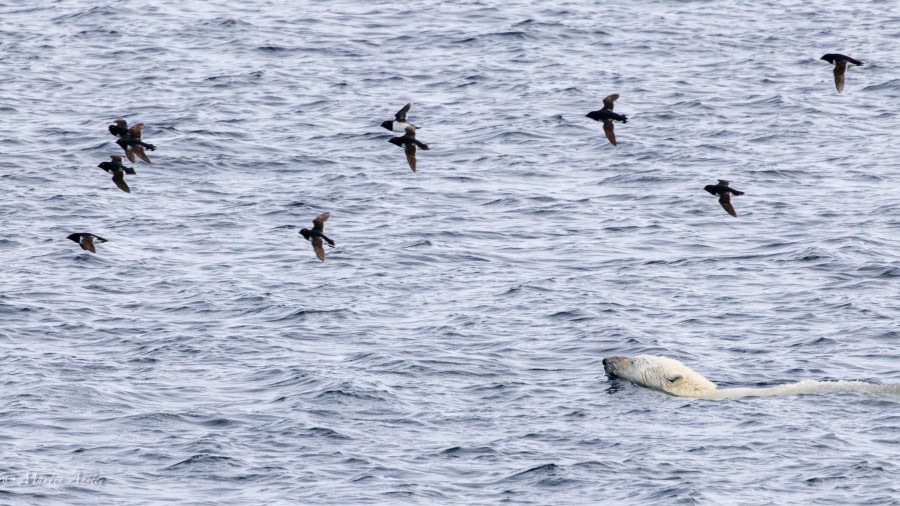 Drifting Pack Ice in Northern Svalbard