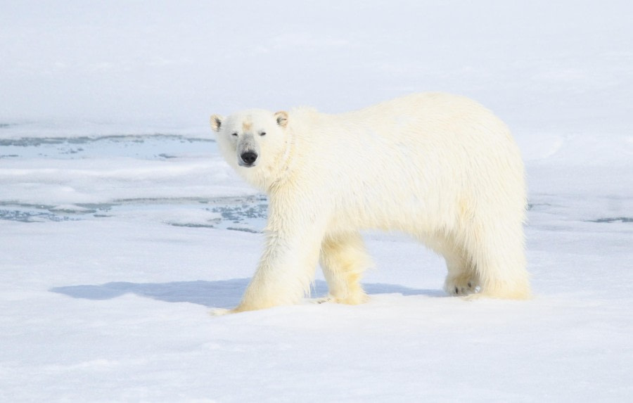 A day in the pack ice, A visit from the Ice King