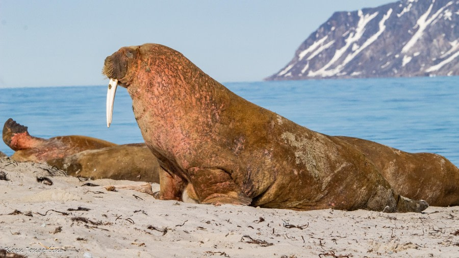 Ytre Norskøya and Smeerenburg