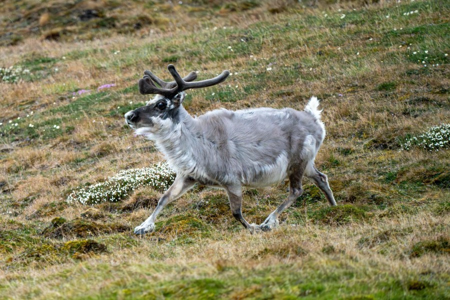 Ymerbukta and Colesbukta