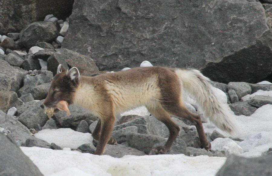 Palanderbukta and Alkefjellet