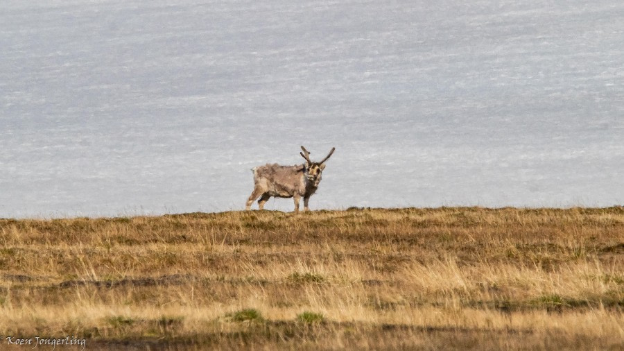 Revnosa and Boltodden