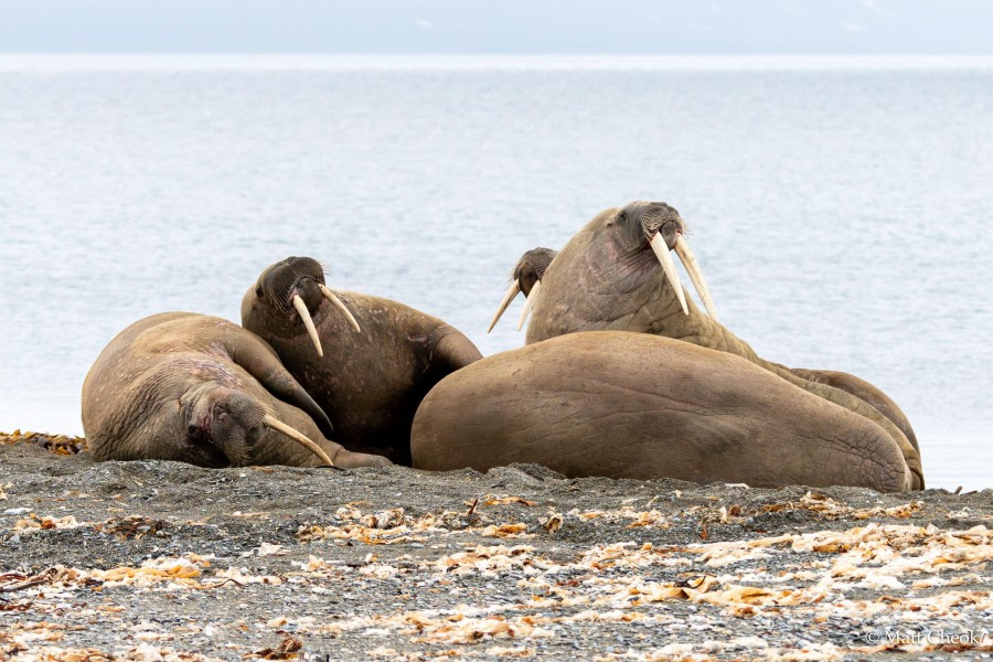 Poolepynten and Alkhornet