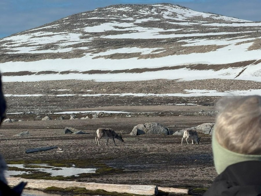 Chermsideøya & Phippsoya