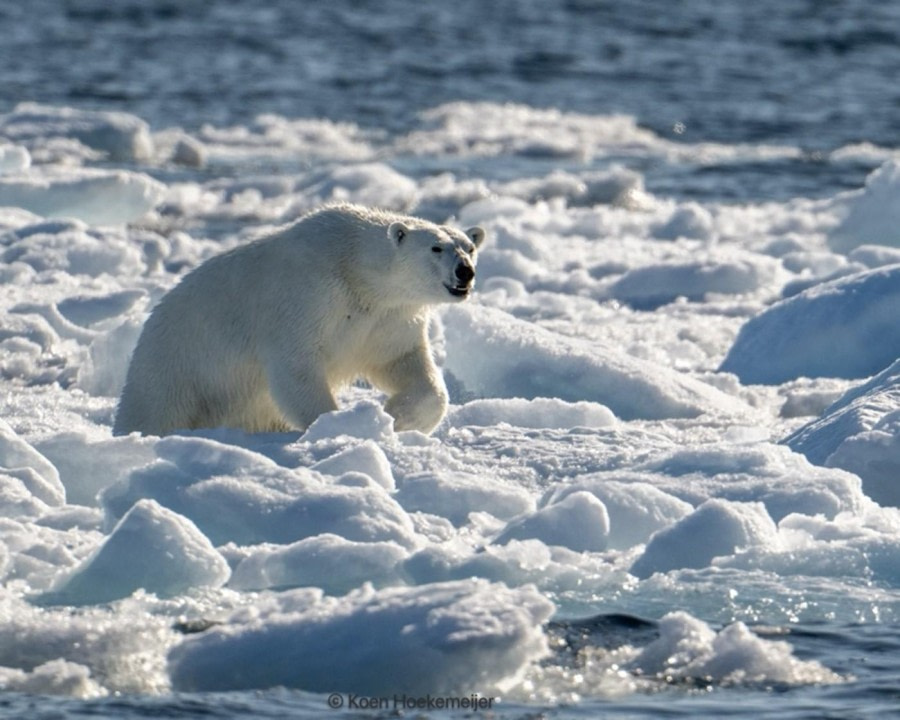 Pack Ice day, Looking for Polar Bears