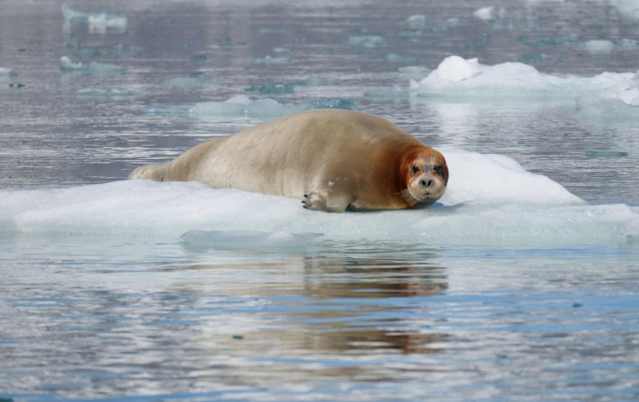 Texas Bar and Monacobreen