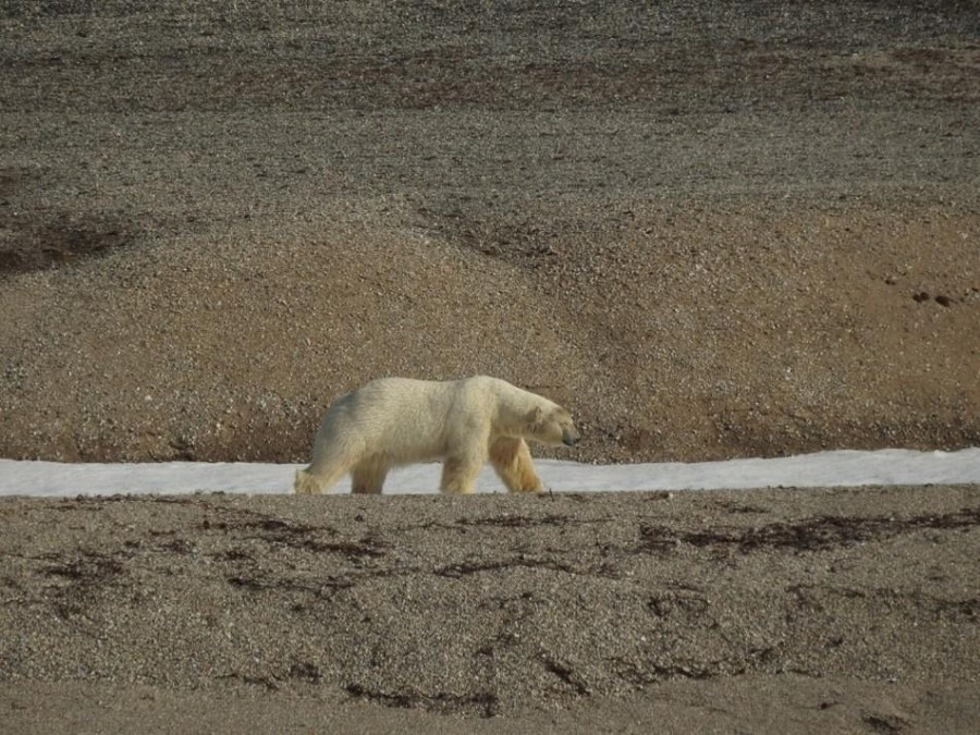 Torellneset & Alkefjellet