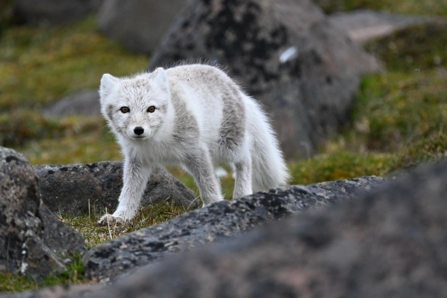 Sundneset and Diskobukta