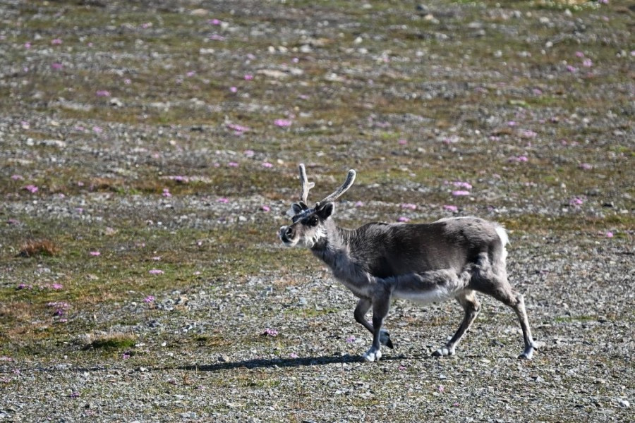 Bamsebu and Varsolbukta