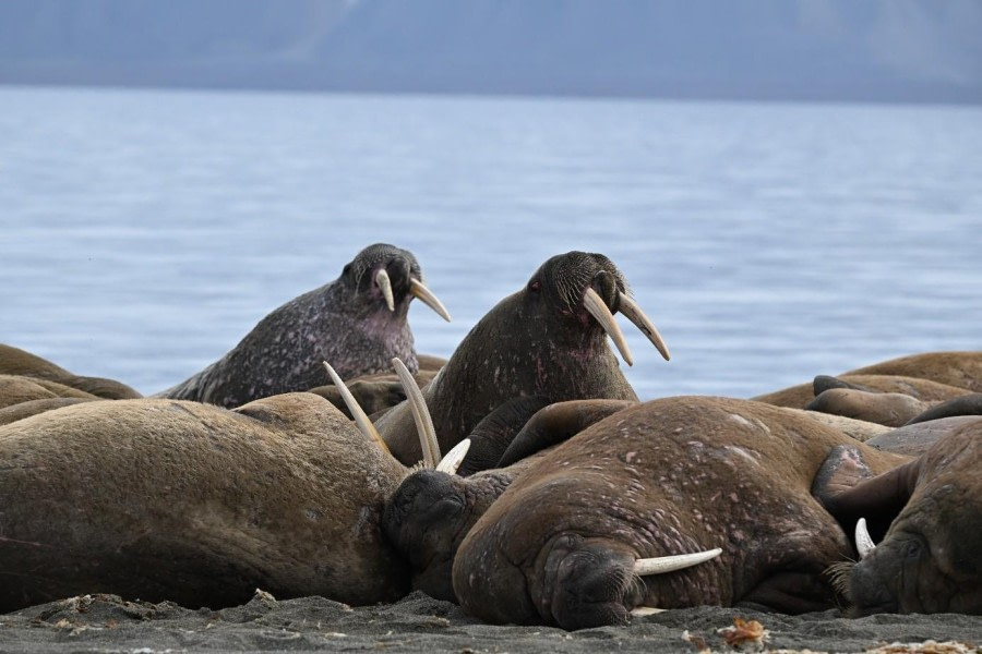 Poolepynten and Alkhornet